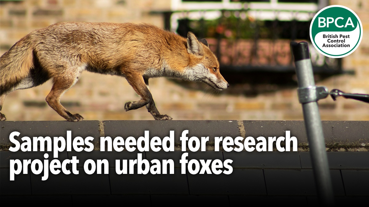 fox hero fox hero